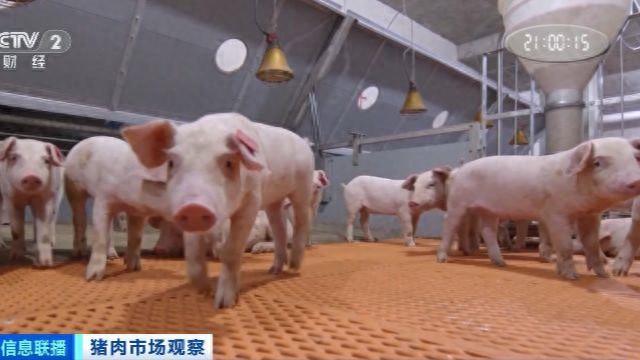 冬季猪肉价格是多少钱__猪肉需求旺季