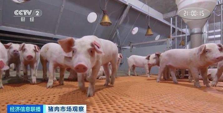 猪肉需求旺季__冬季猪肉价格是多少钱